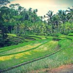 Ubud, Bali – Indonésia | Guia e Dicas de Viagem
