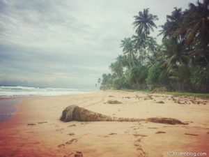 Guia de Viagem Sri Lanka