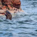 Peru | Paracas