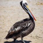 Peru | Paracas