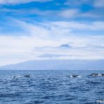 Ilha do Pico, Açores | Guia e Dicas Úteis de Viagem