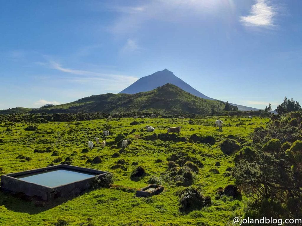 Ilha Do Pico Açores Guia E Dicas Úteis De Viagem Joland