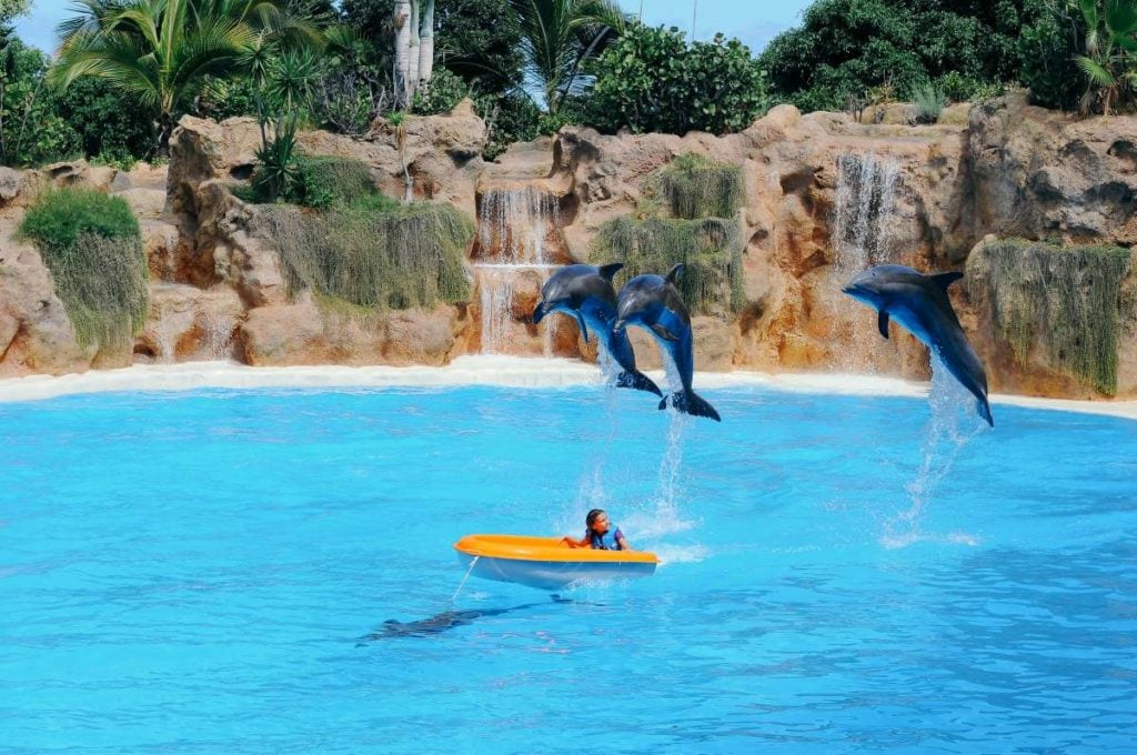 turismo responsável - golfinhos