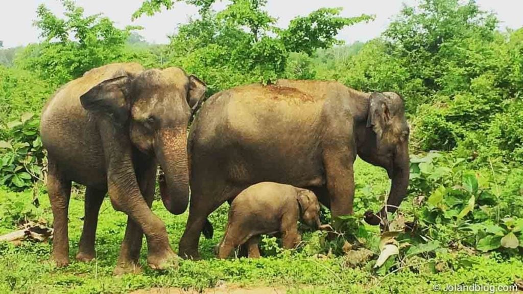 Elefantes no Parque Nacional de Udawalawe | Roteiro de Viagem Sri Lanka