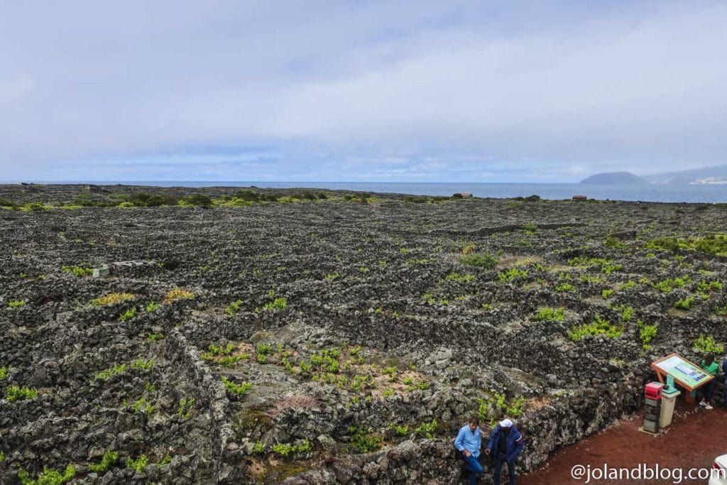 Vinha Ilha do Pico | Património Mundial da UNESCO
